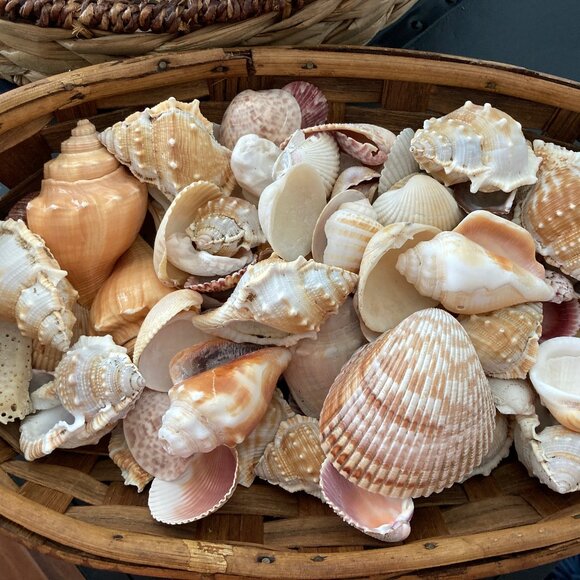 Five Pounds of Beautiful Sea Shells in a Wicker Basket